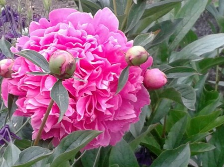 2014-05-26_07.31.25.jpg　華＿
