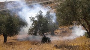 palestina-003-300x168